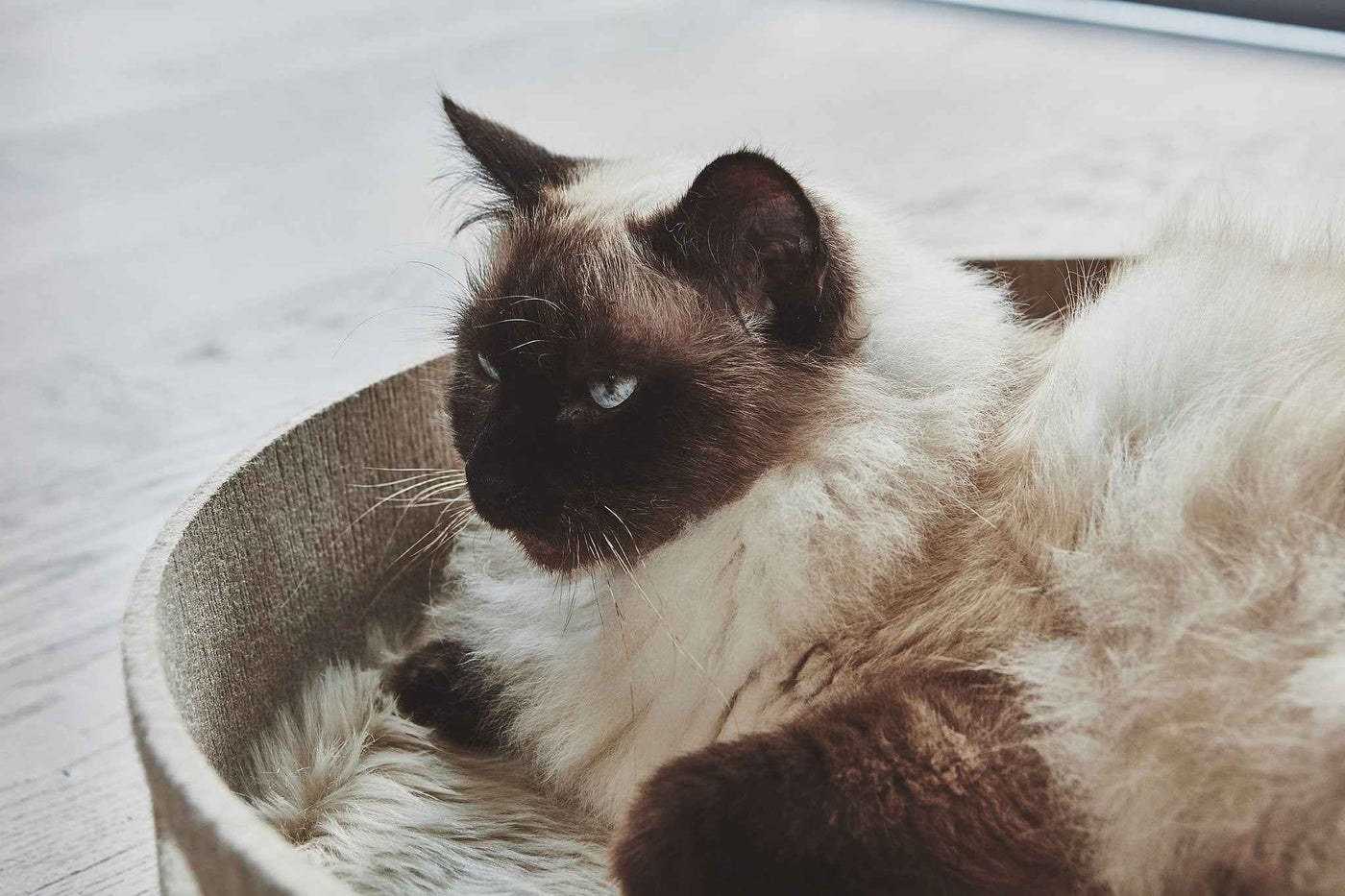 Cesto Cat Basket