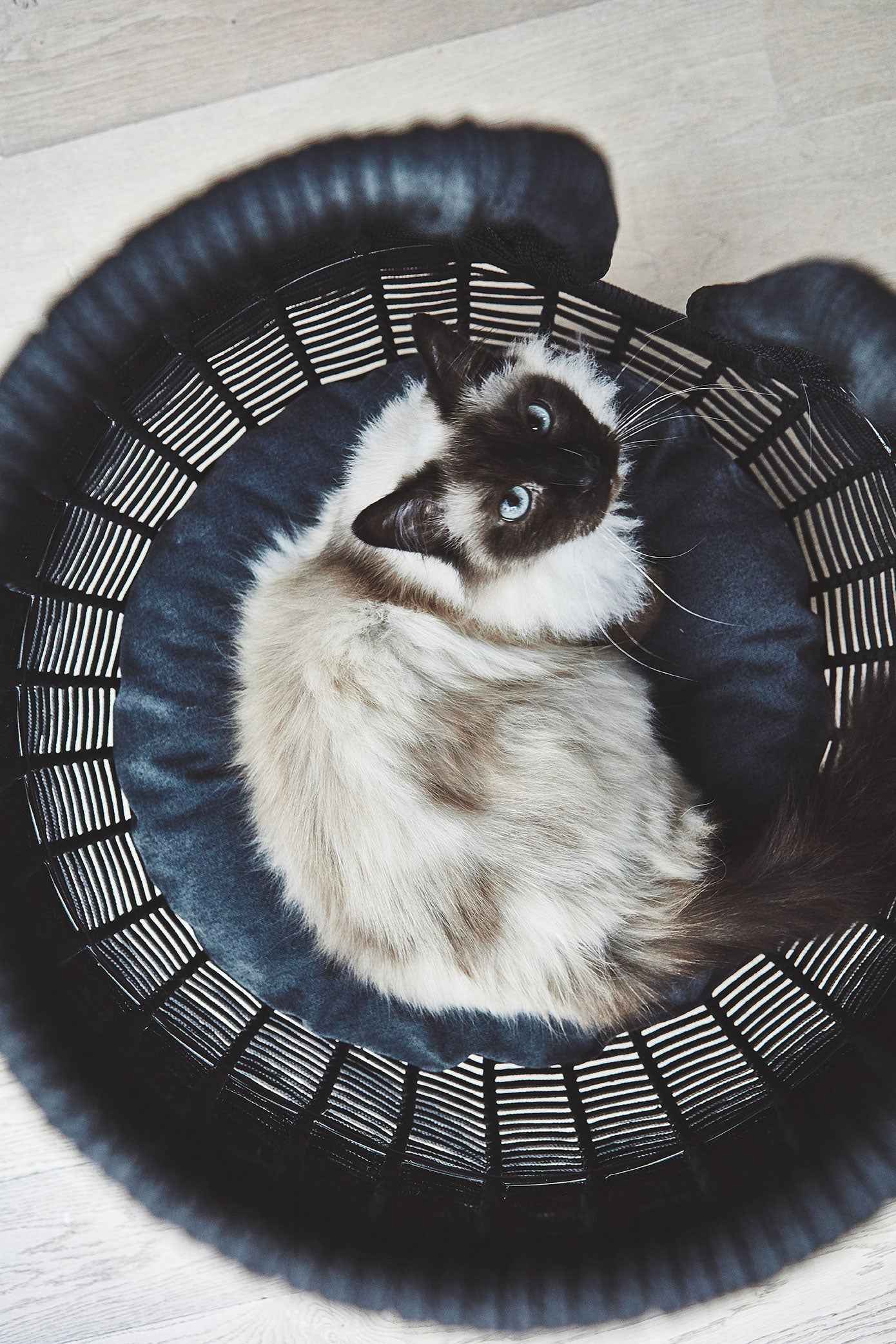 Perla Cat Cave