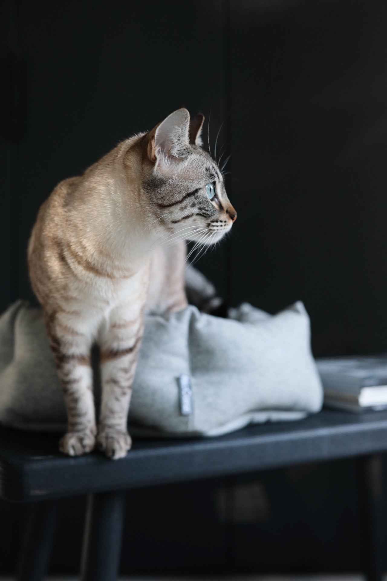 Calma Hexagon Cat Bed