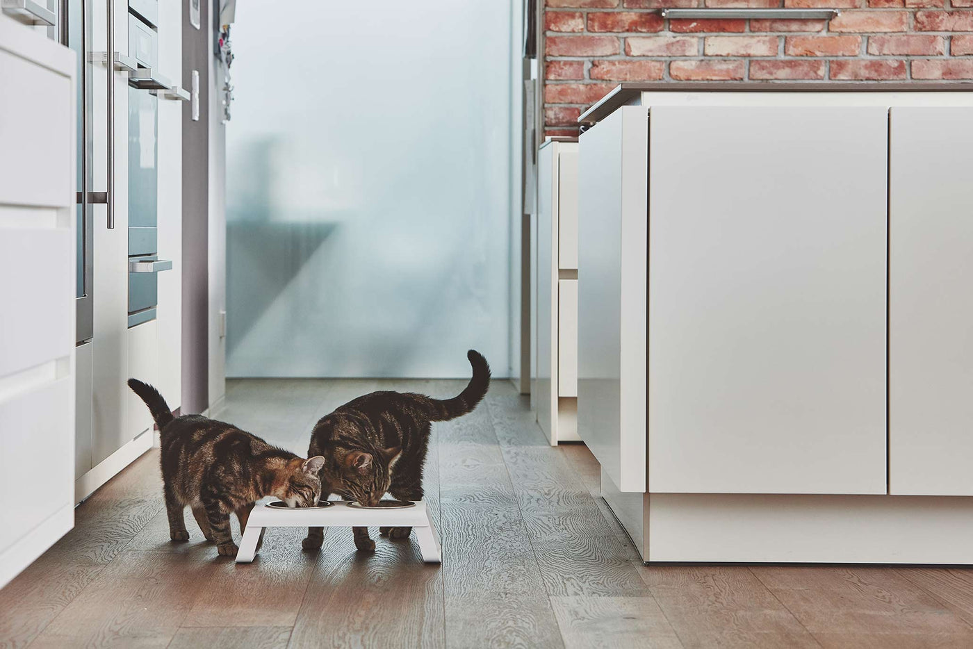 Desco Cat Feeder, Powder-Coated, Steel Bowls, White