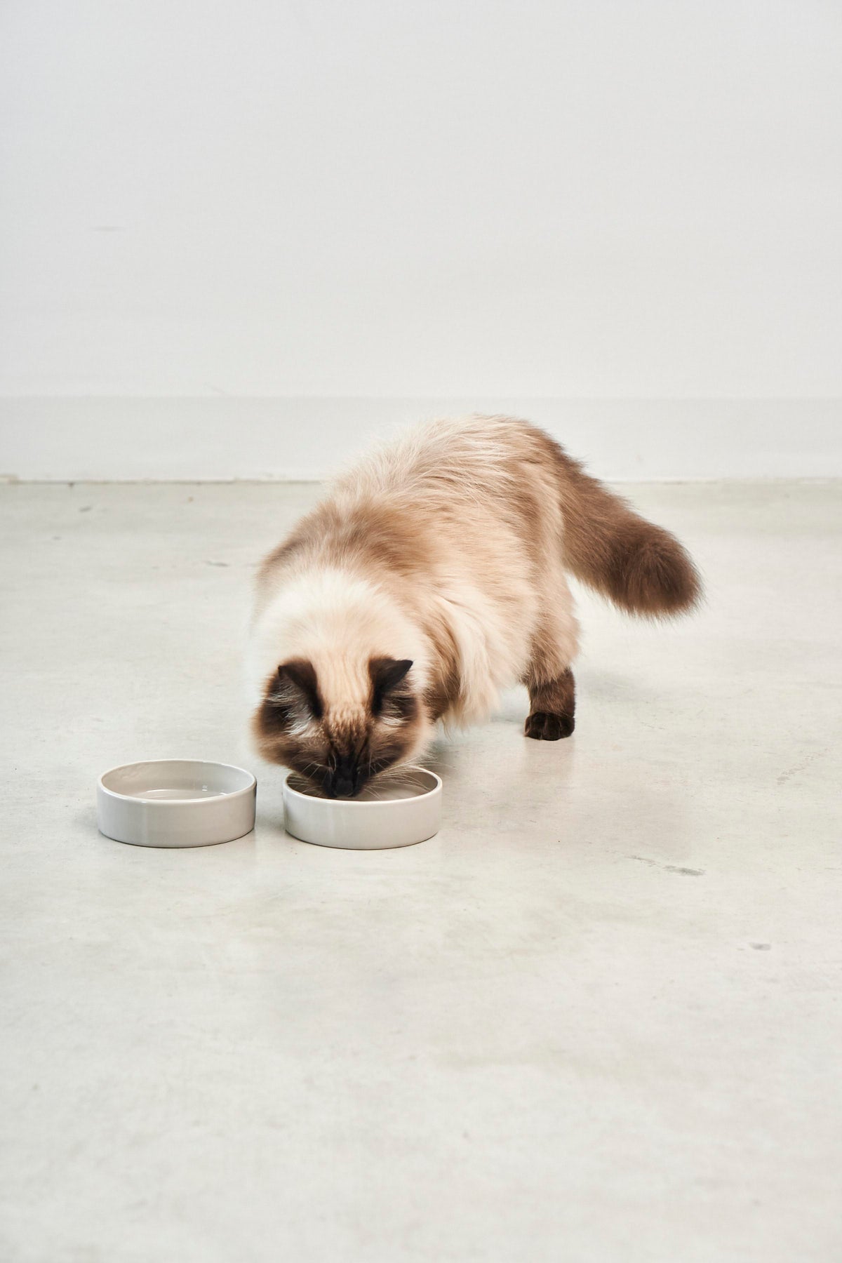 Scodella Cat Bowl, Greige