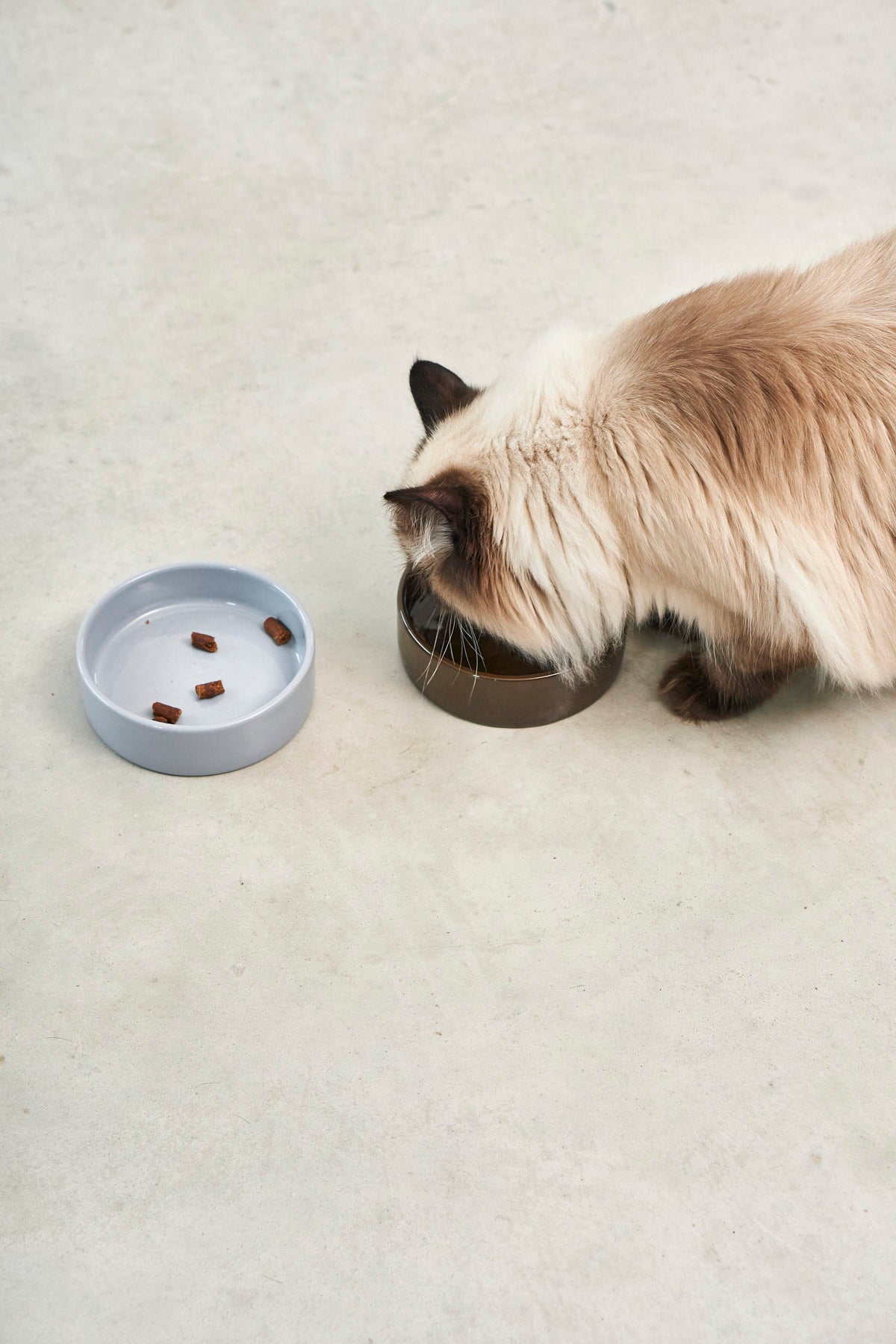 Scodella Cat Bowl, Chocolate