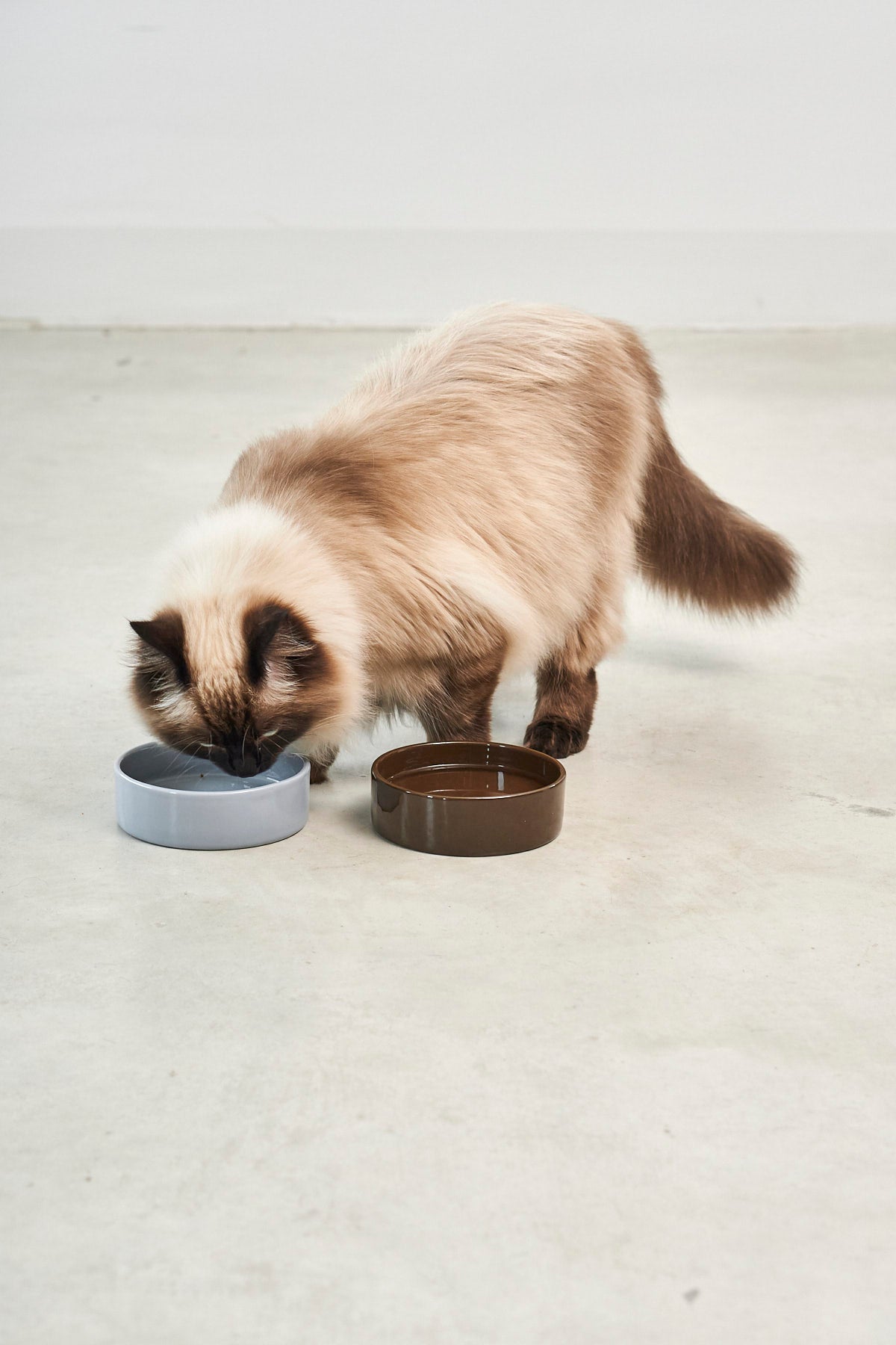 Scodella Cat Bowl, Chocolate