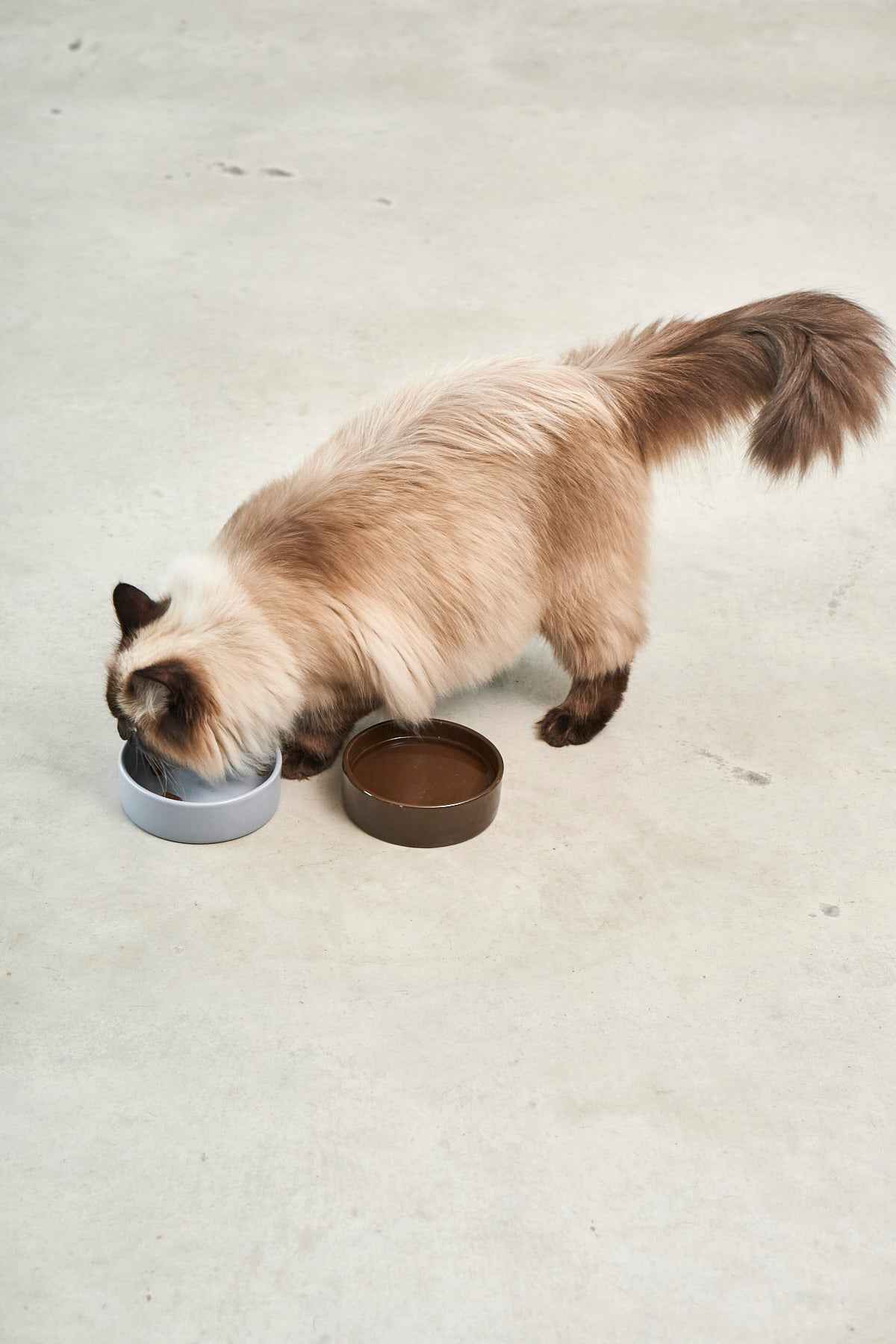 Scodella Cat Bowl