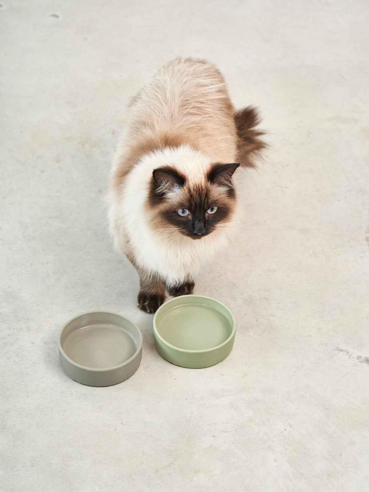 Scodella Cat Bowl