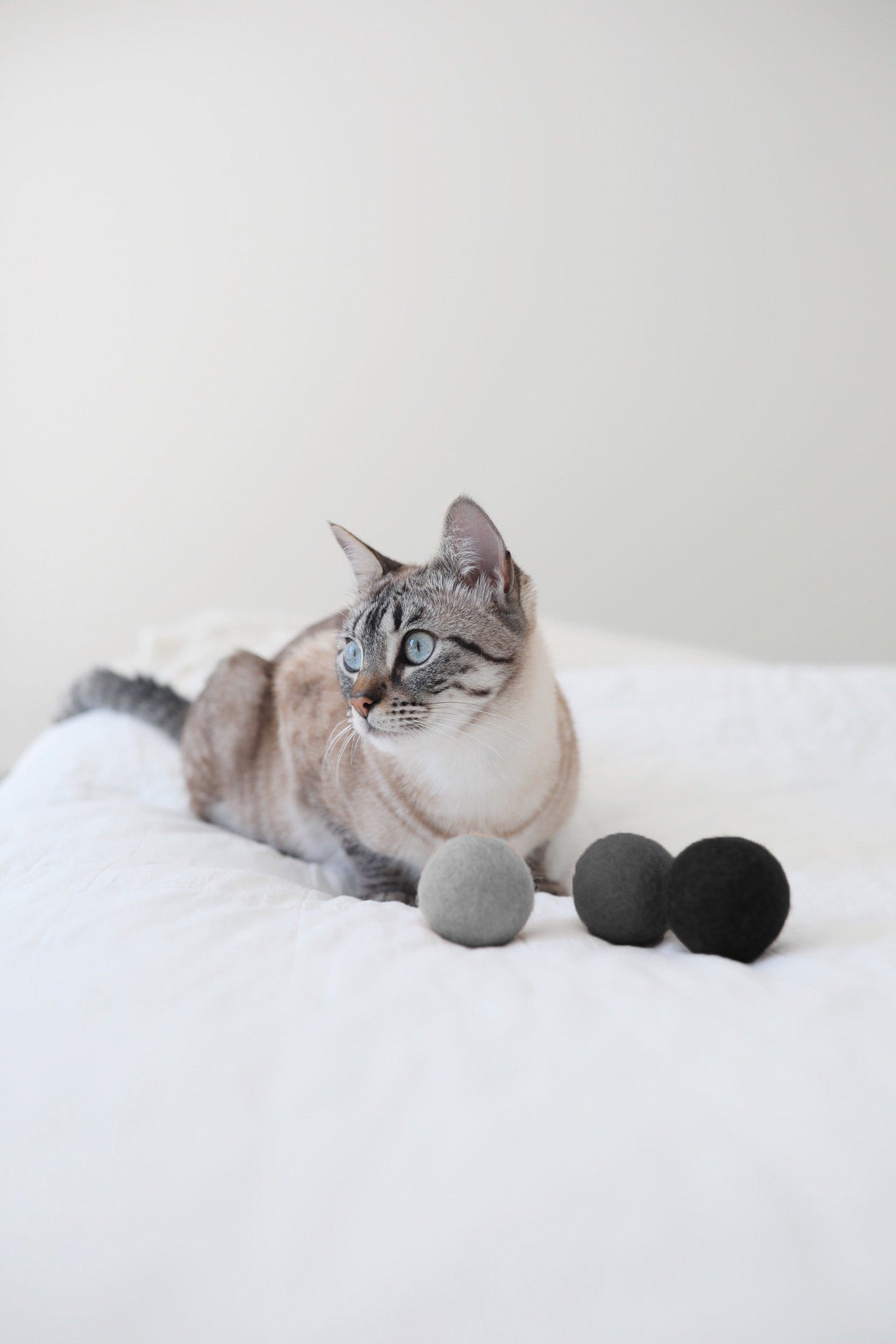 Globo Cat Toy