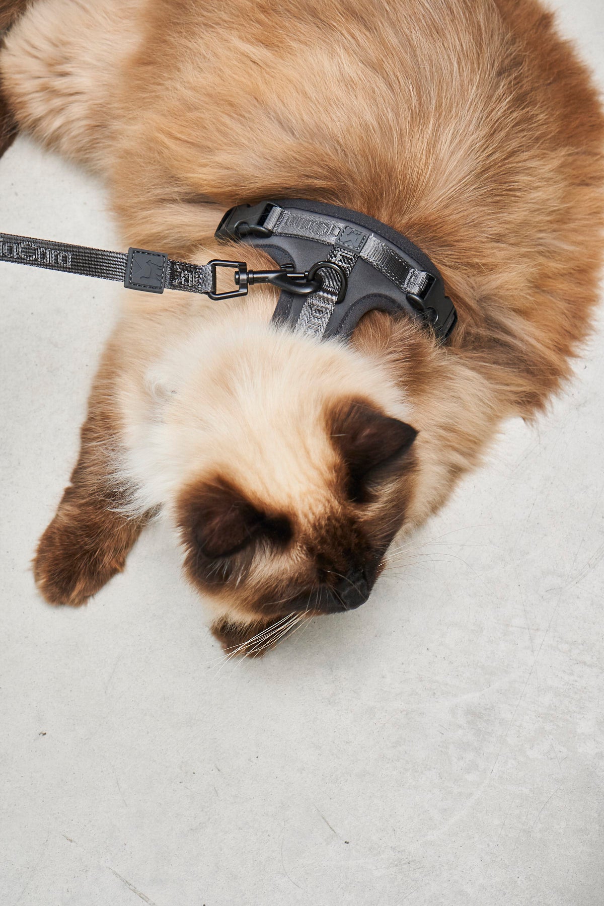 Modena Cat Harness, Asphalt