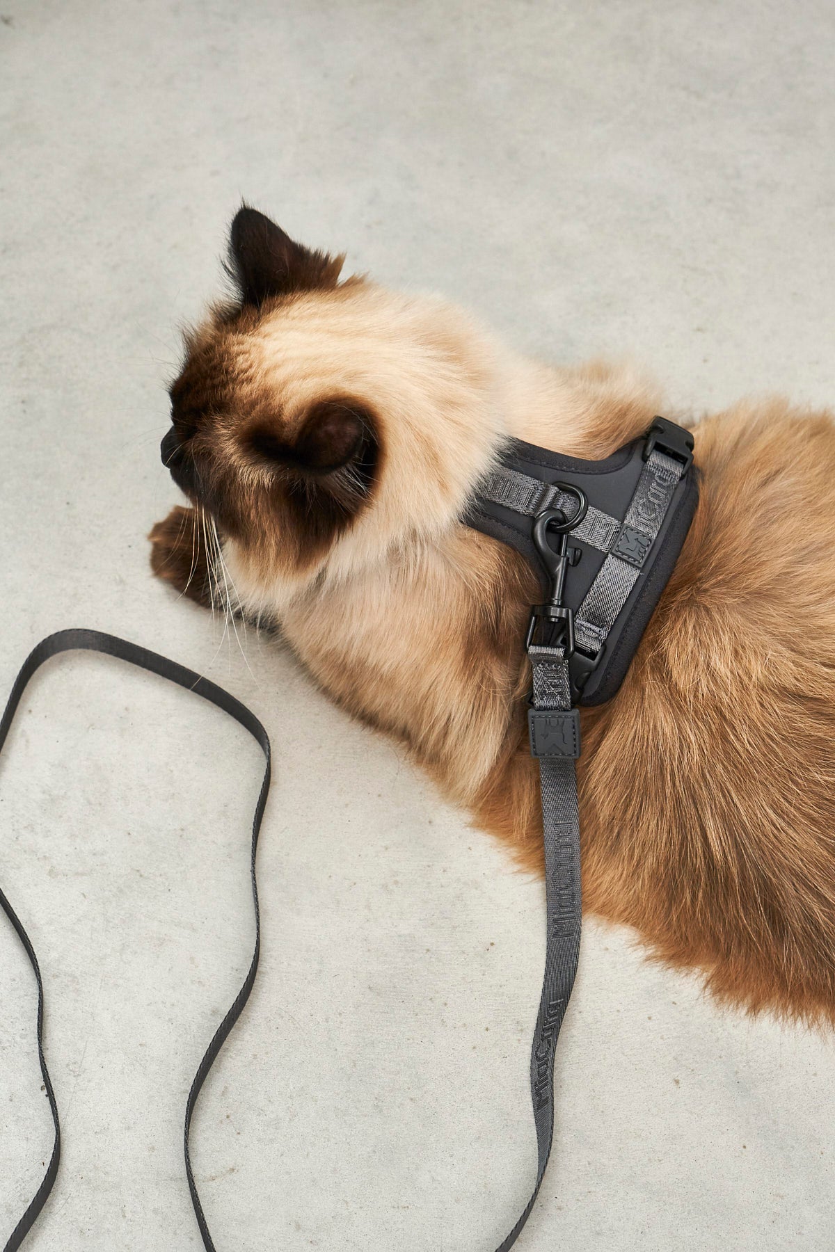 Modena Cat Harness, Asphalt