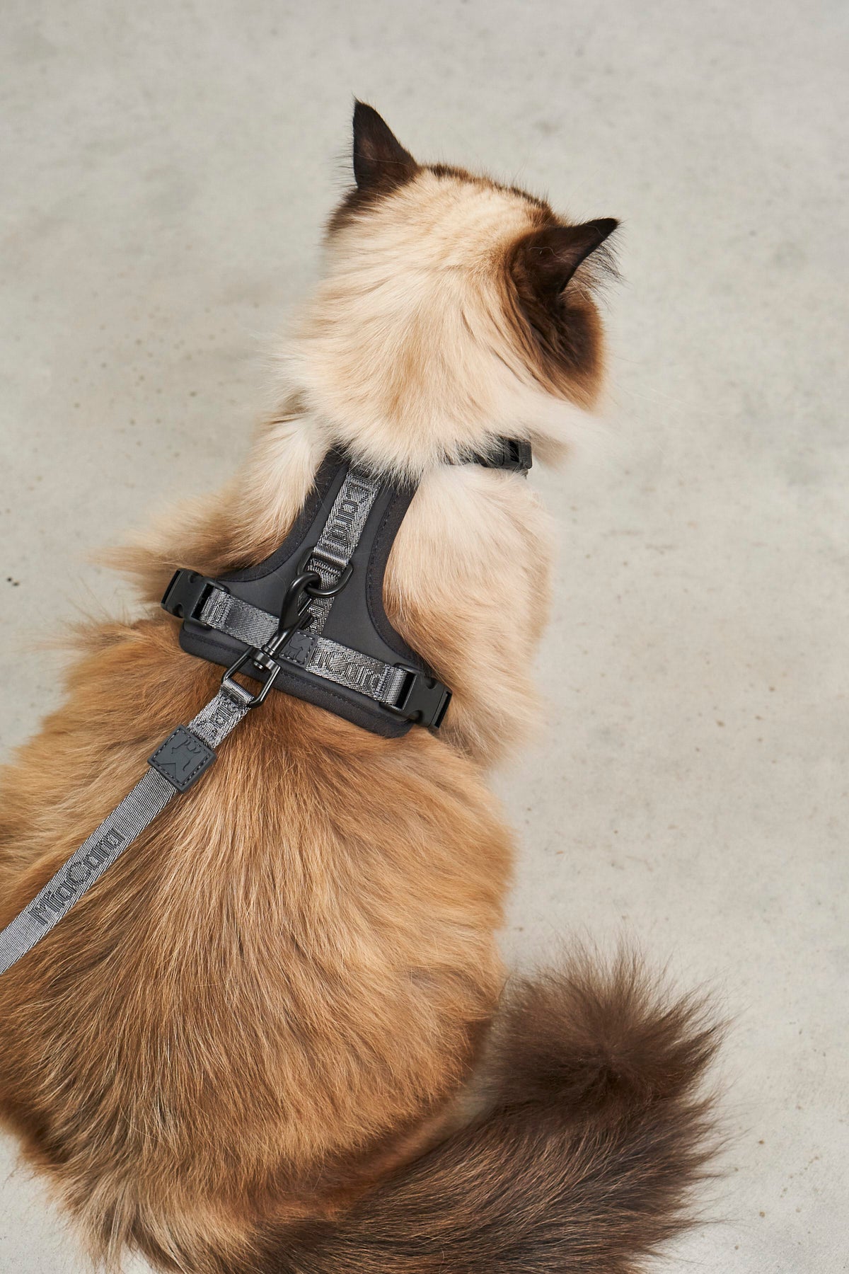 Modena Cat Harness, Asphalt