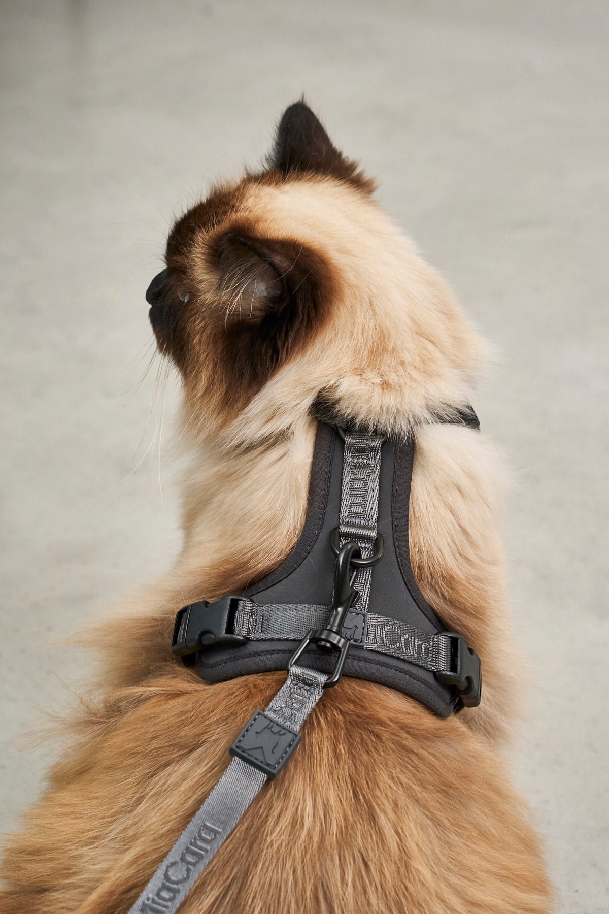 Modena Cat Harness, Asphalt