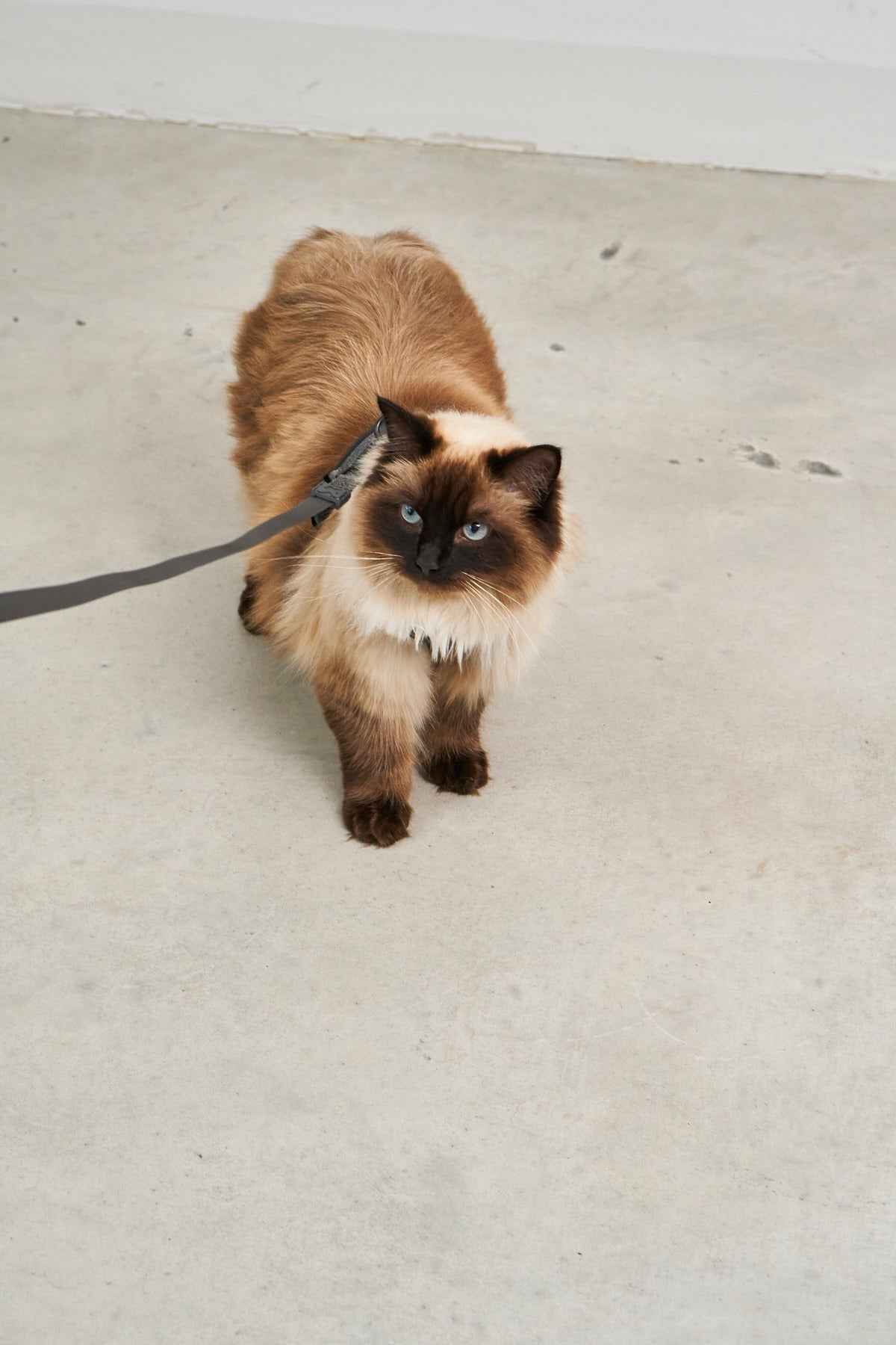 Modena Cat Harness