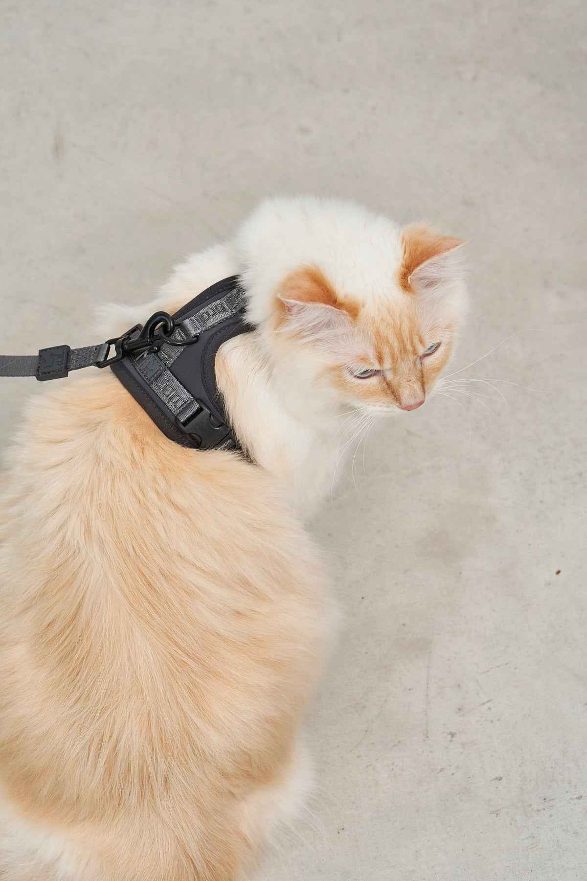 Modena Cat Harness