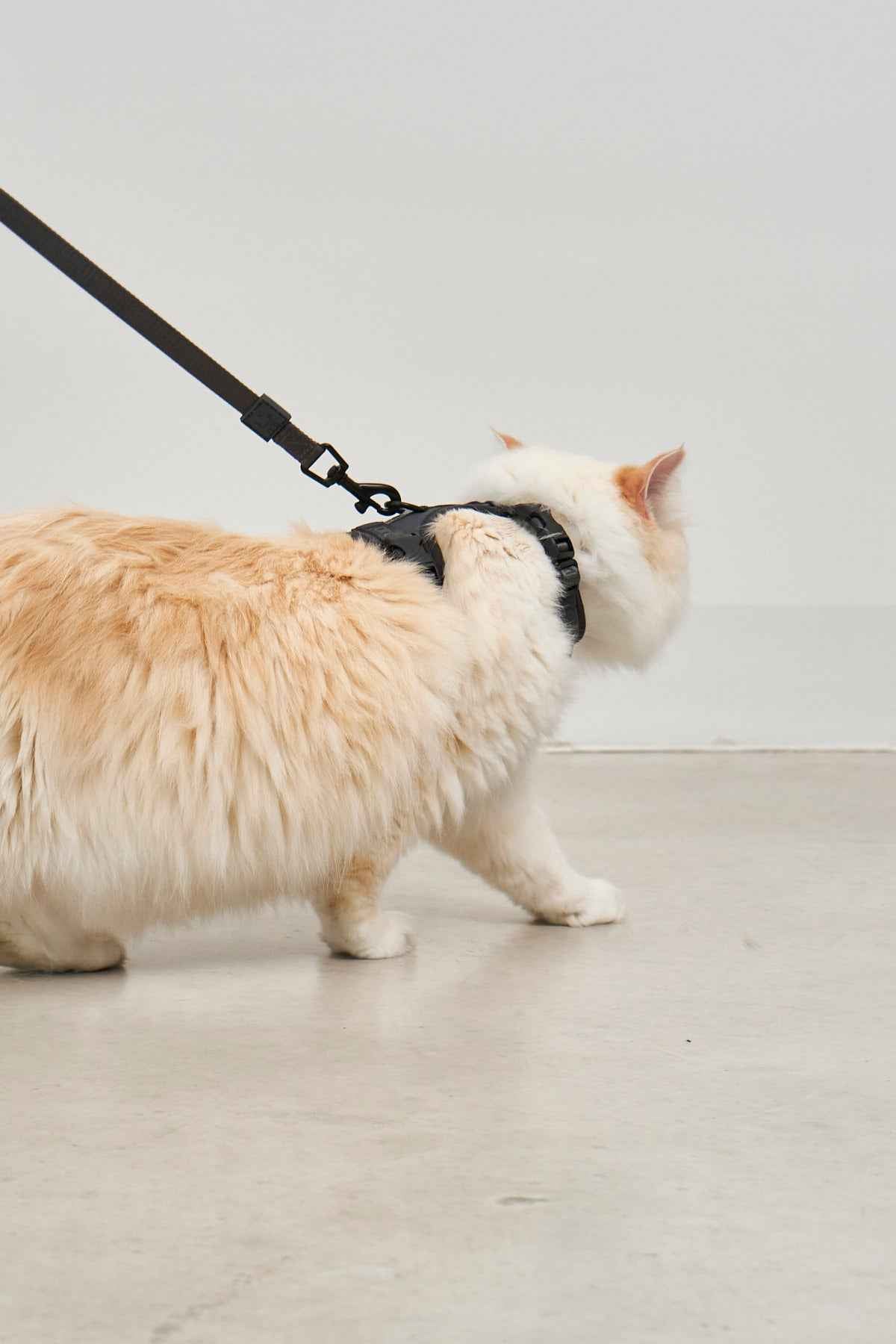 Modena Cat Harness