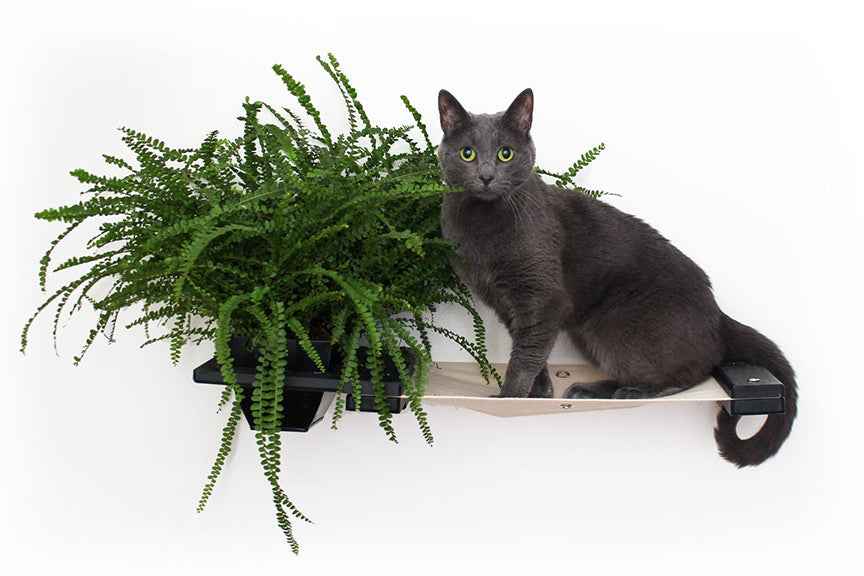 Cat Hammock Wall