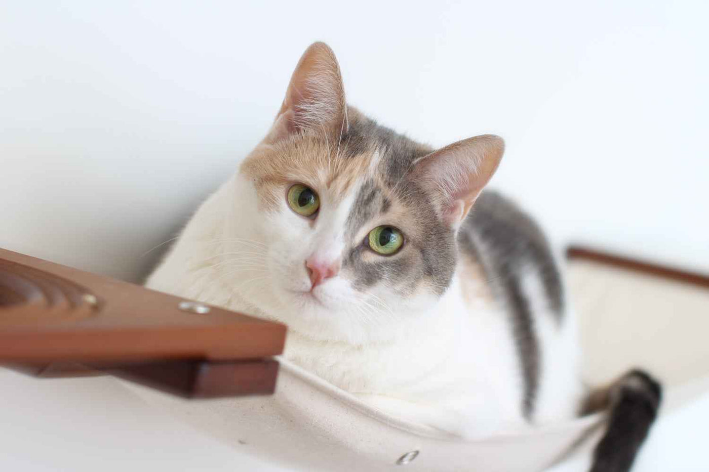 Cat Wall Maze