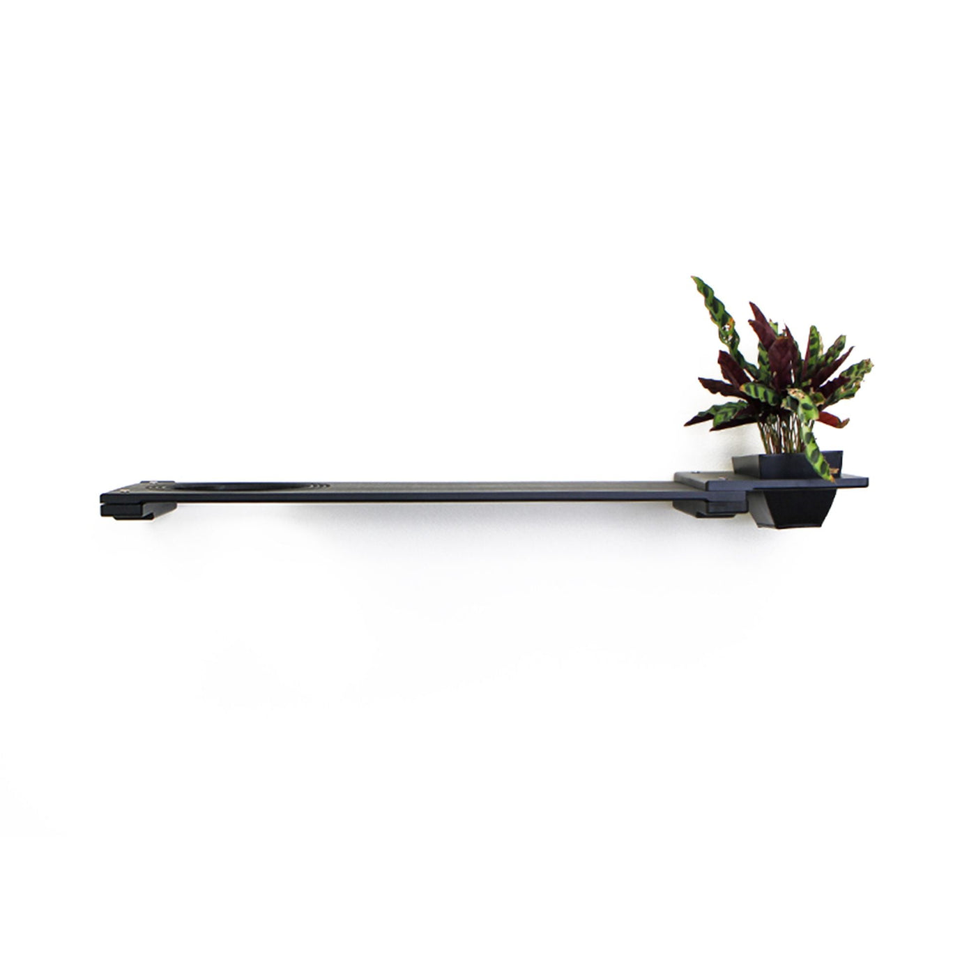Wall mounted bamboo cat perch shelf with planter pots of greenery on either side