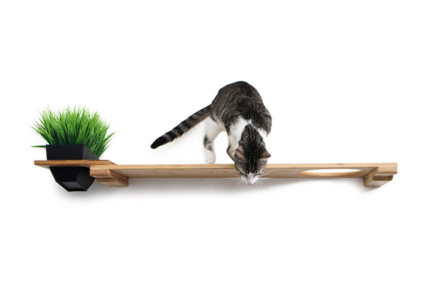 Wall mounted bamboo cat perch shelf with planter pots of greenery on either side