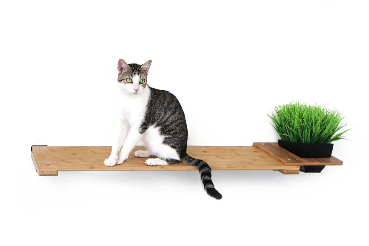 Wall mounted bamboo cat perch shelf with planter pots of greenery on either side