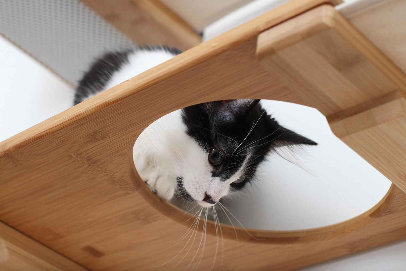 The Roman Cat Condo