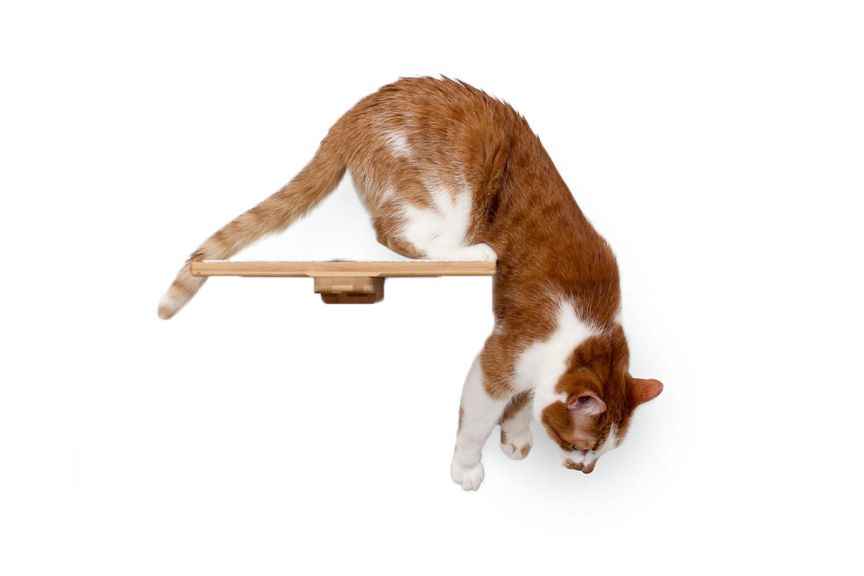 Cat Perch