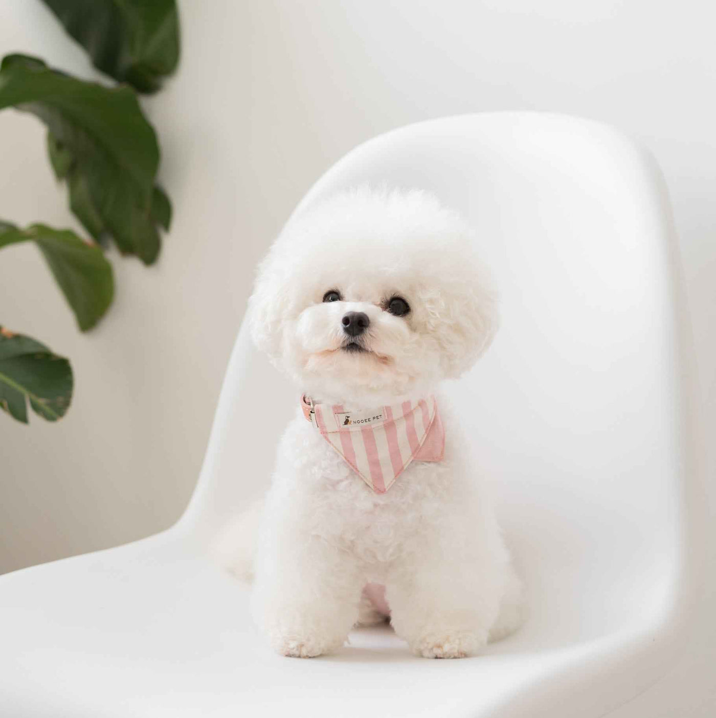Nooee Daisy vegan leather cat collar