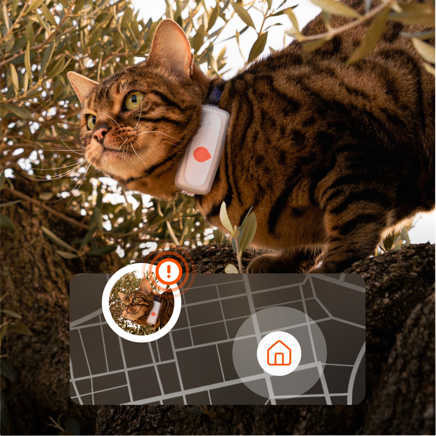 Weenect XS safe zones with instant escape alerts for a cat