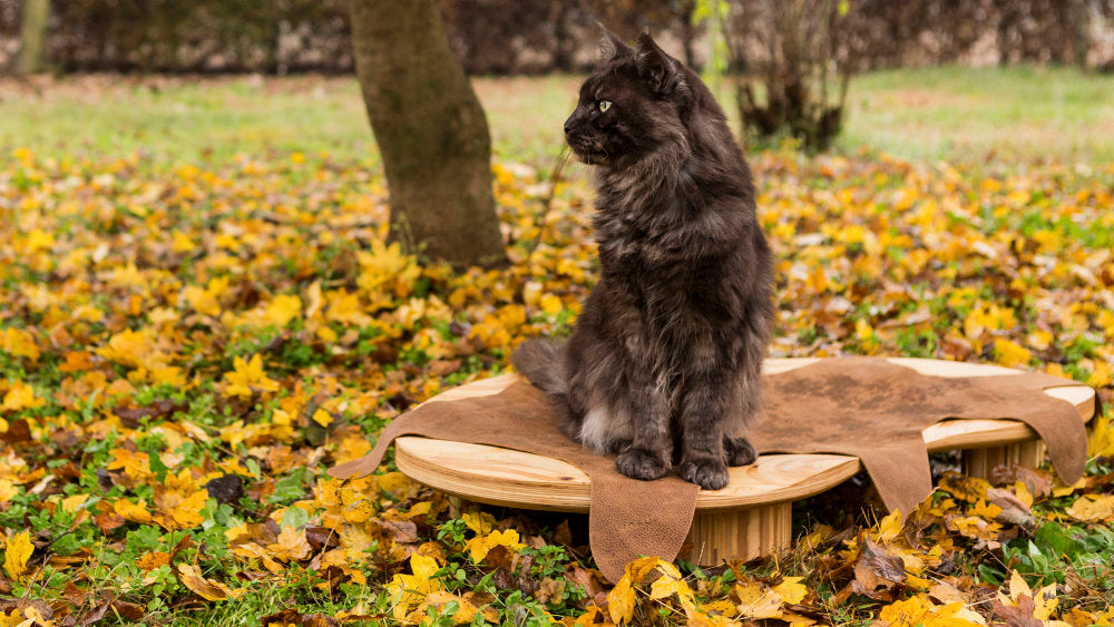 Dune Cat Bed by Brando, view 4