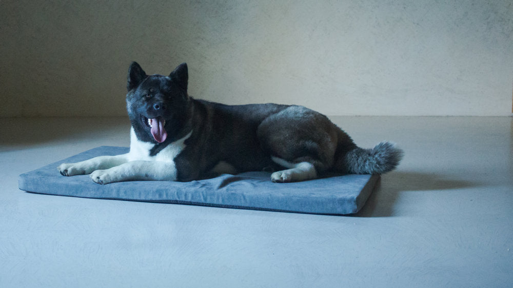 Inula Cat Cushion by Brando, view 2