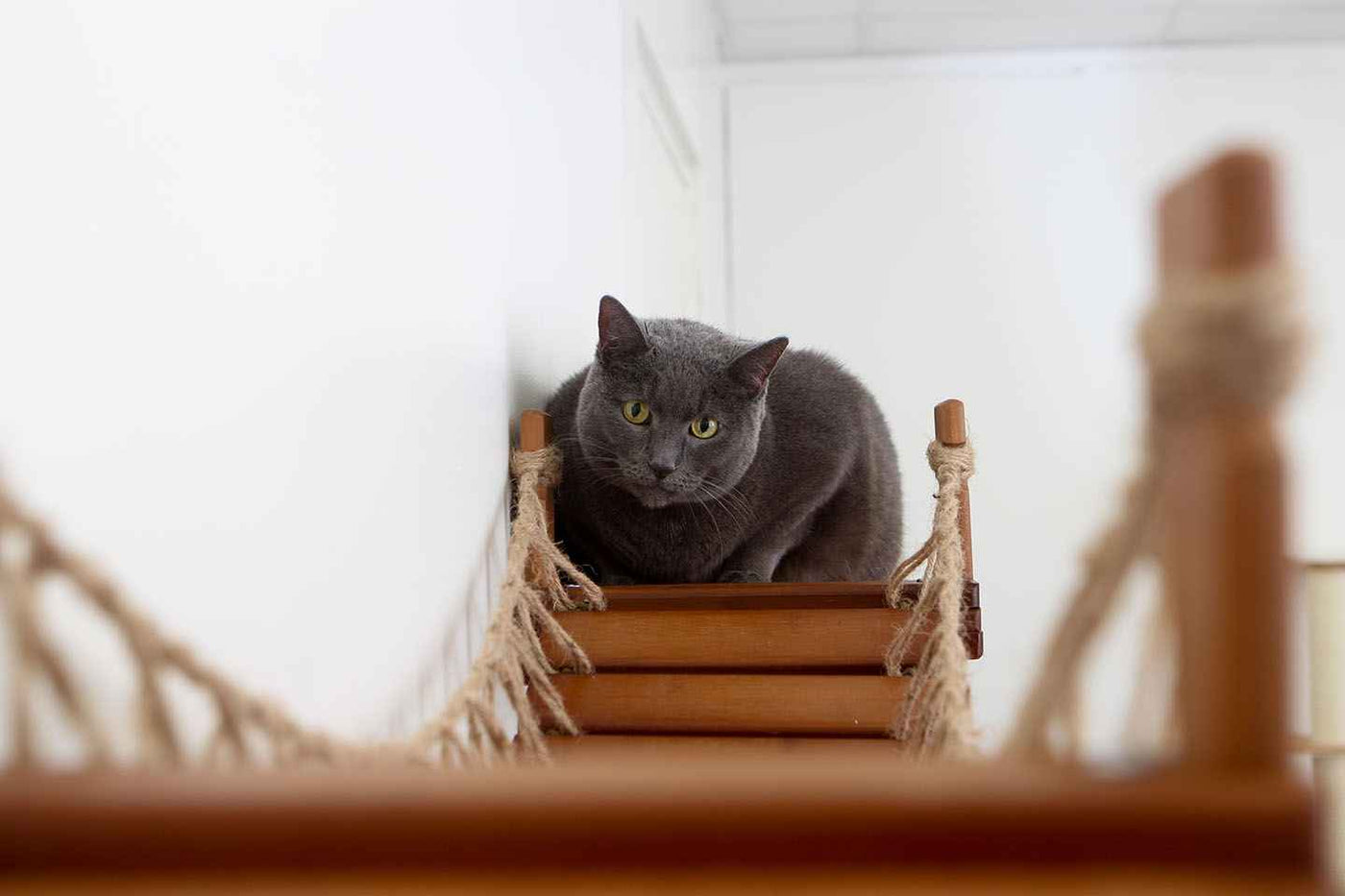 Cat Wall Bridge and Shelf Set