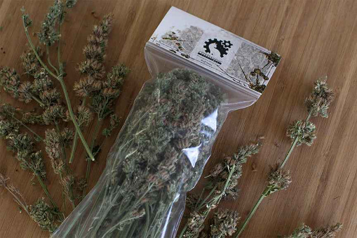 Catnip Buds