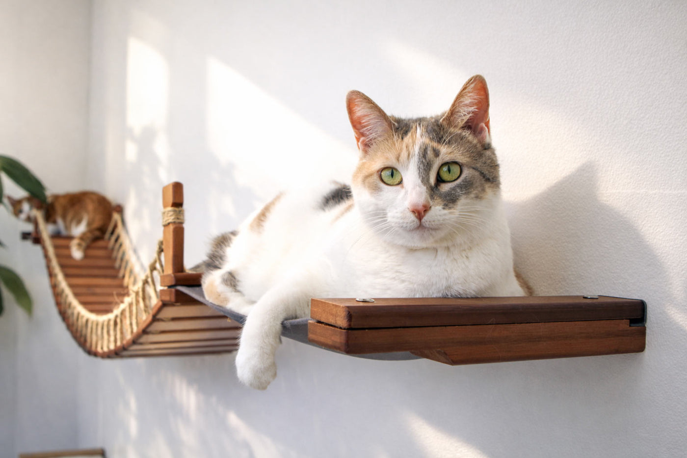Double Cat Hammock and Climbing Bridge Combo