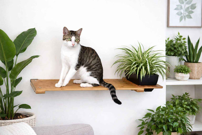 Cat Plant Stand