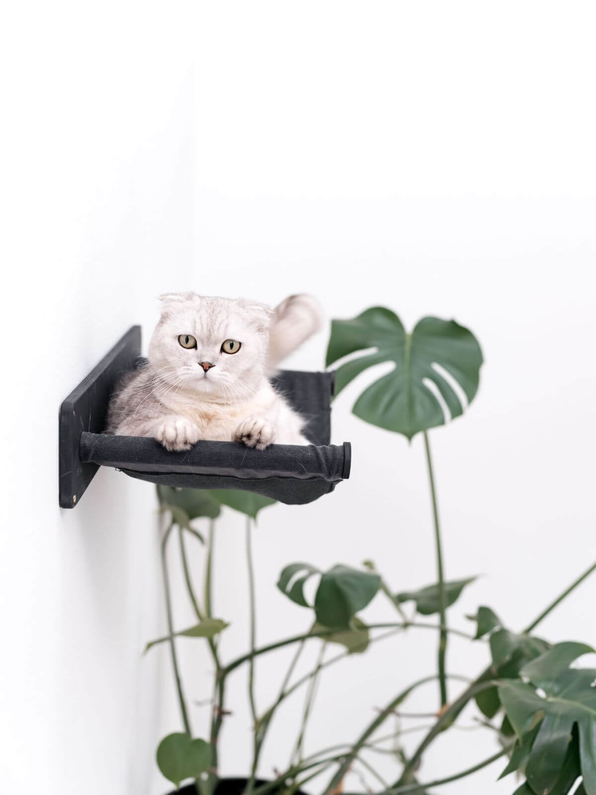 Cat Hammock Shelf