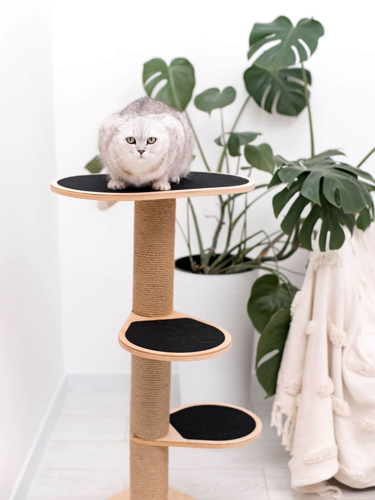 Cat Climbing Tower