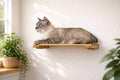 Wall-Mounted Cat Shelf