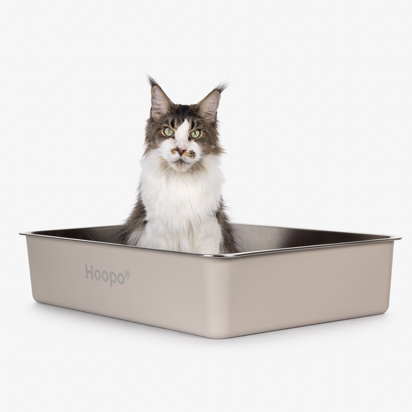 Pool Litter Box