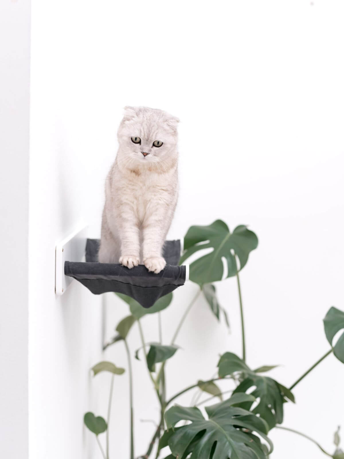 Cat Hammock Shelf