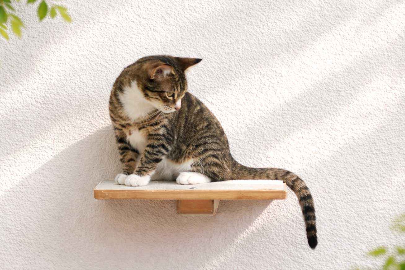 Cat Perch