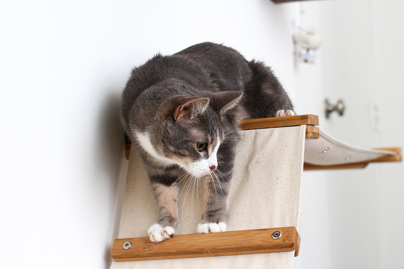 The Raceway - Wall Mounted Cat Hammock