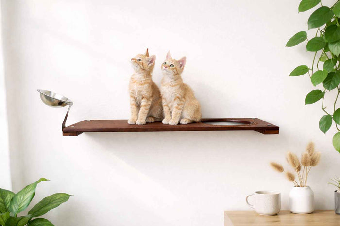 Wall-Mounted Cat Feeding Shelf