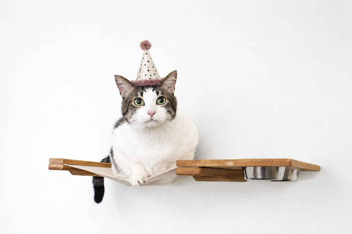 Dog Proof Cat Feeder