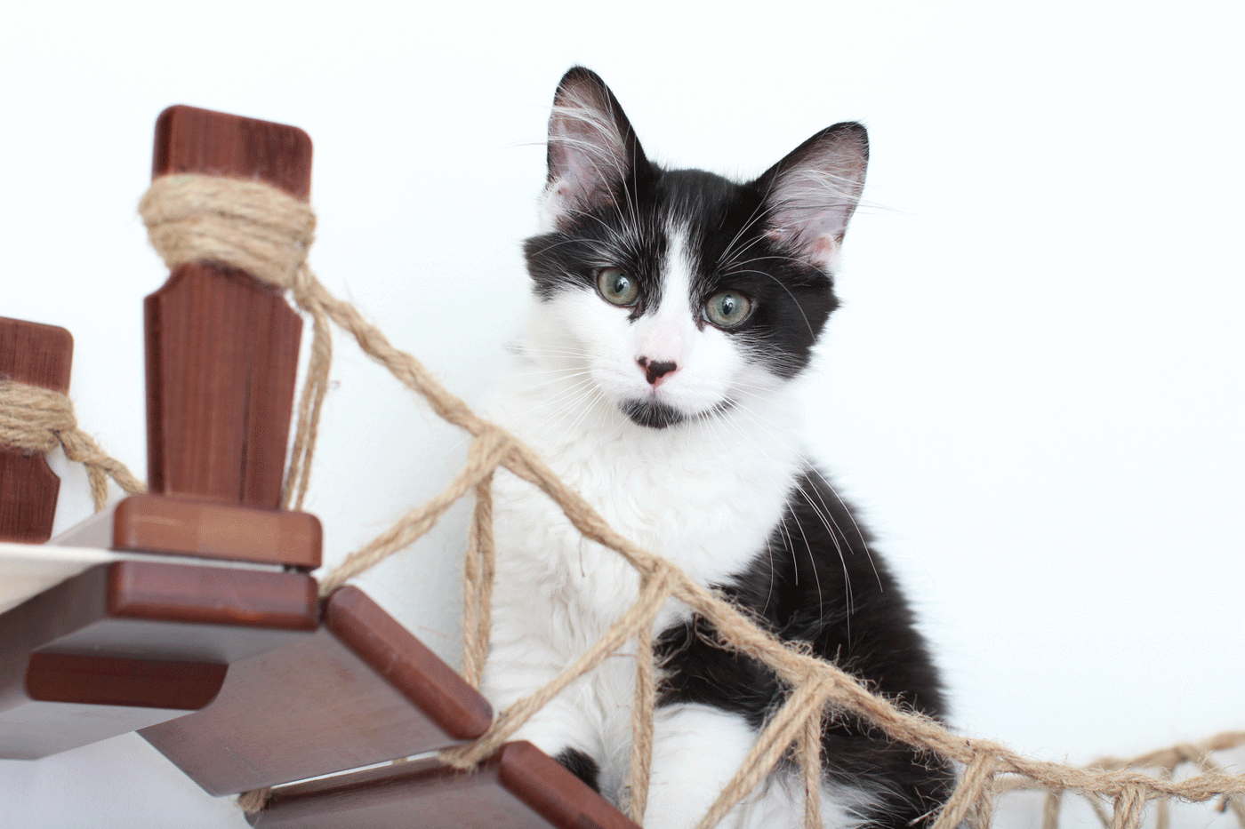 Wall mounted cat bridge with a canvas hammock at each end above a doorway