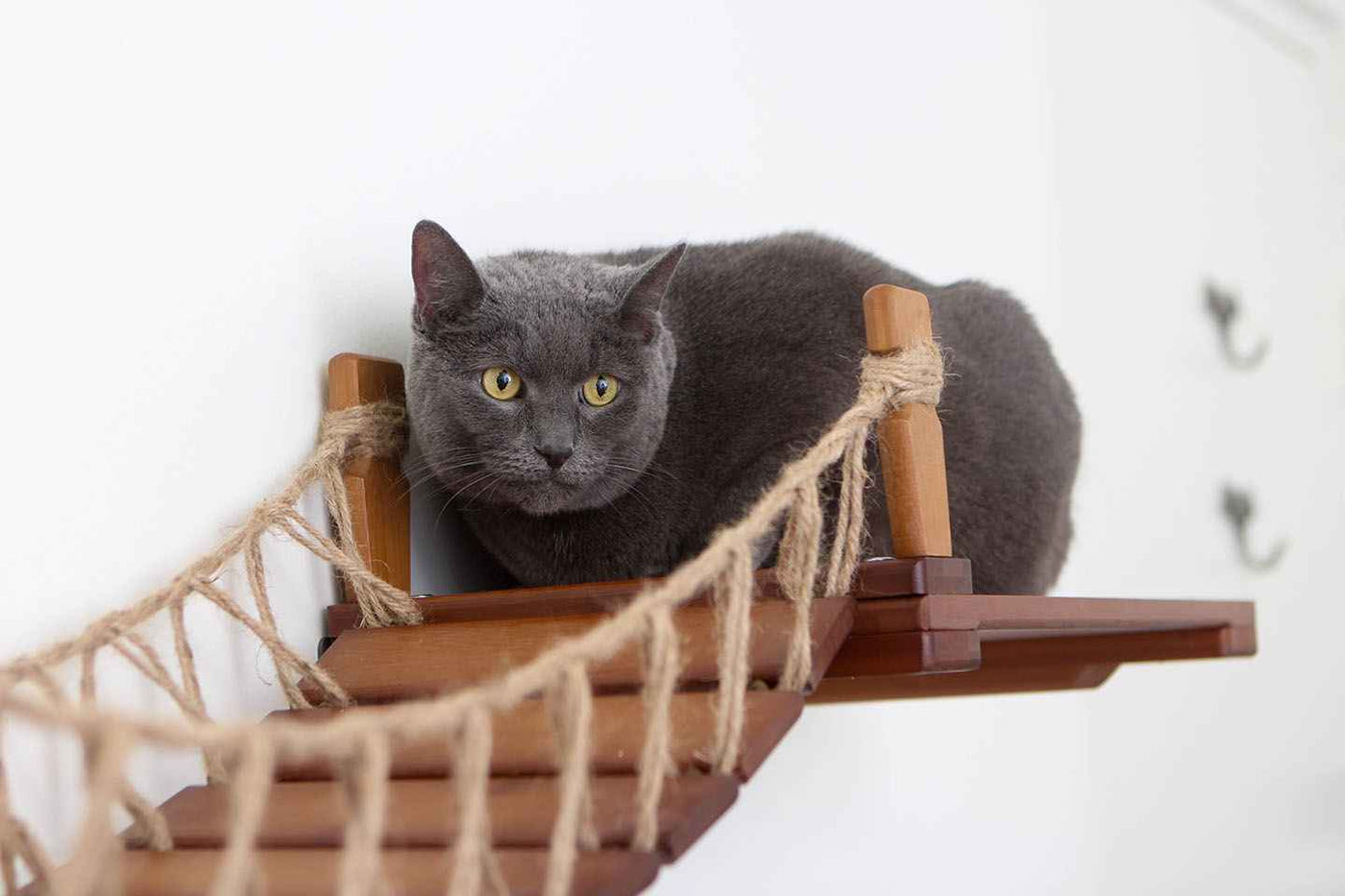 Cat Wall Bridge and Shelf Set
