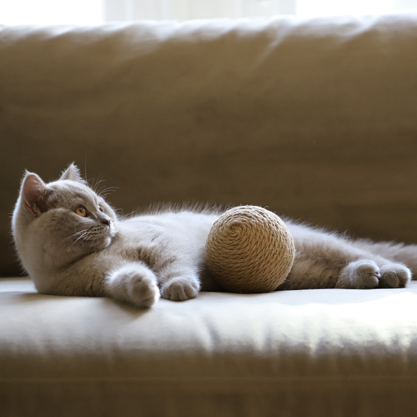 Globes Cat Toy