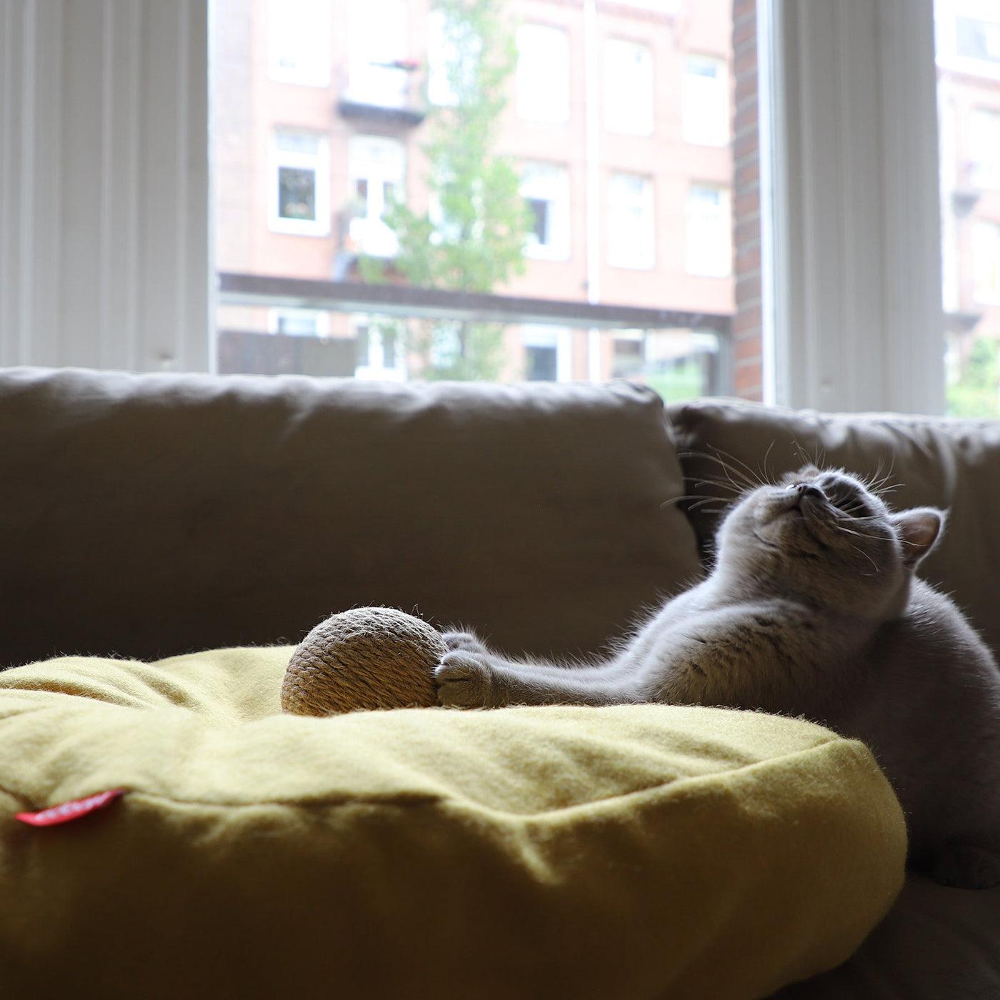 Globes Cat Toy