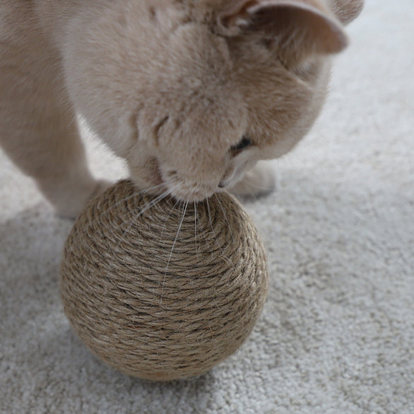 Globes Cat Toy