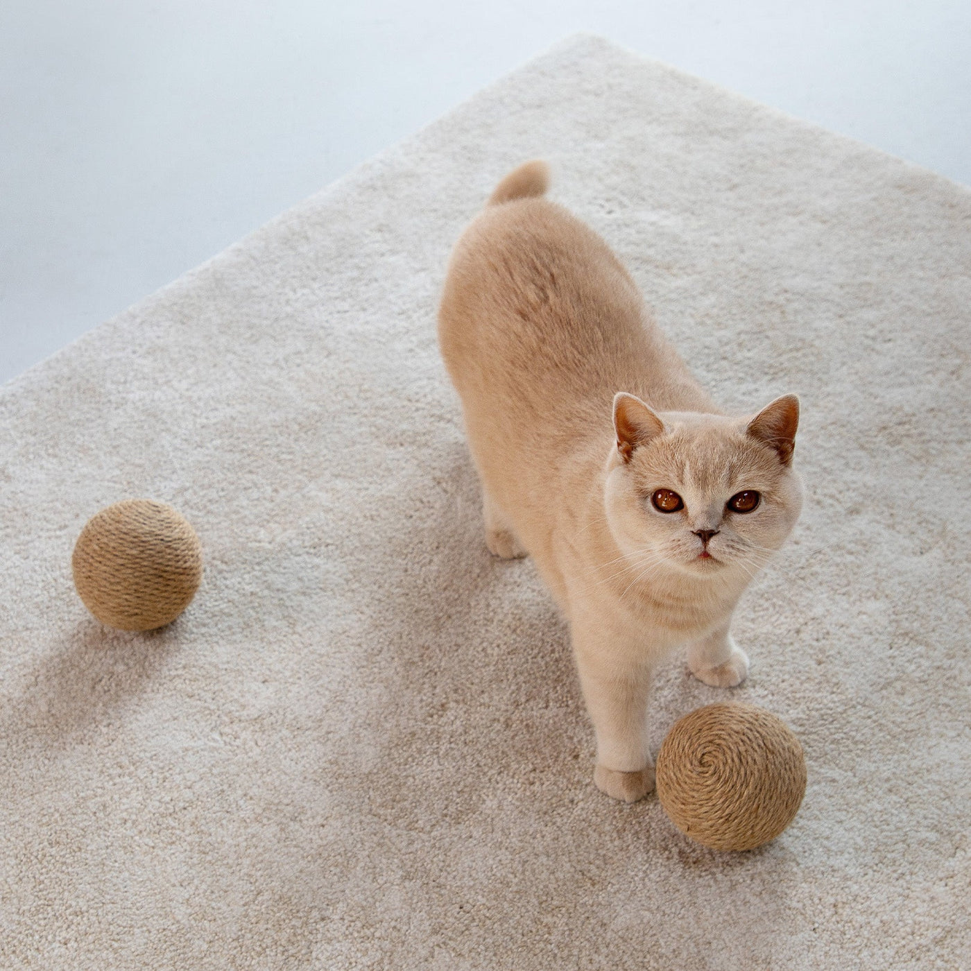 Globes Cat Toy