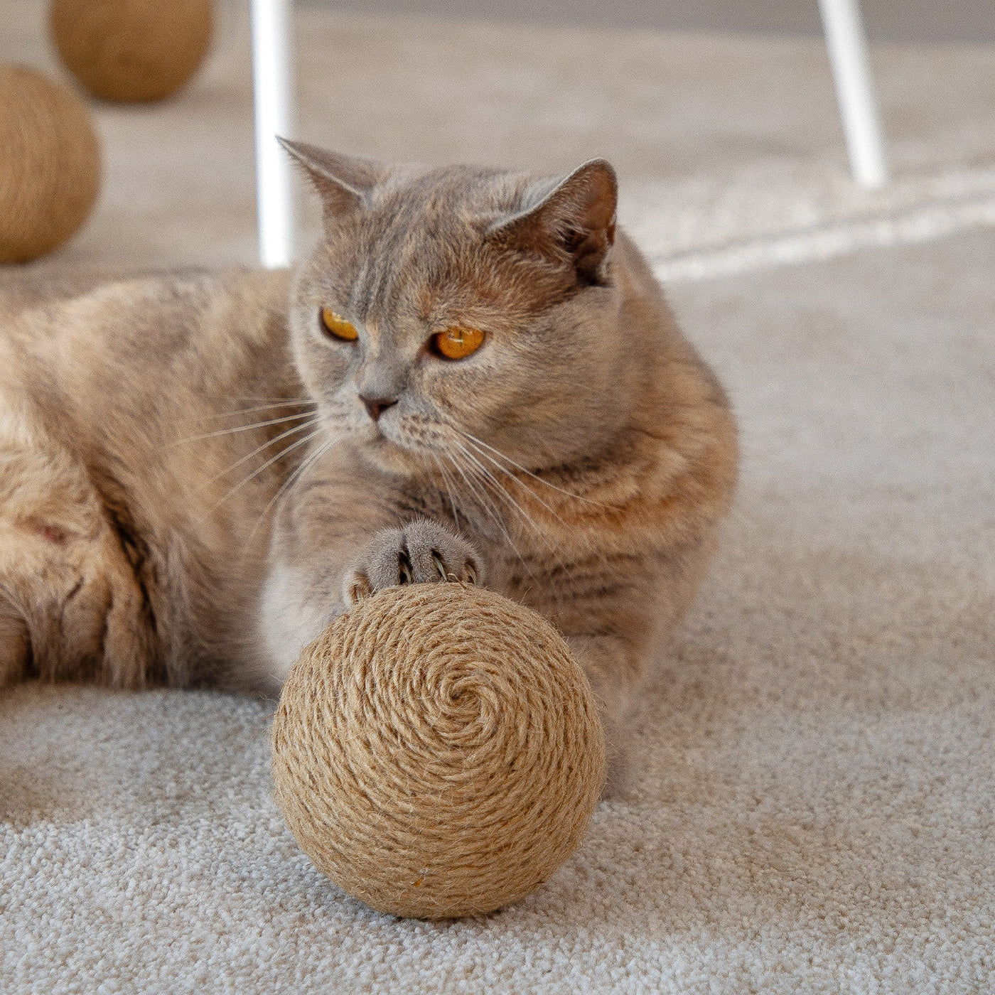 Globes Cat Toy