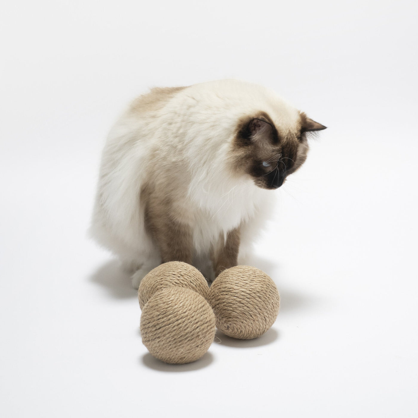 Globes Cat Toy
