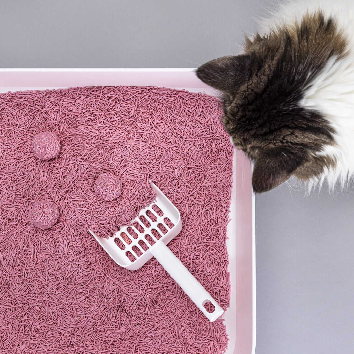Tofu Baby Powder Cat Litter
